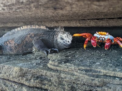 Galapagos - Santiago Island: Feisty Sally Lightfoot poking a Marine Iguana