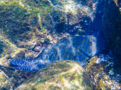 Galapagos - Santiago Island: Hieroglyphic Hawkfish