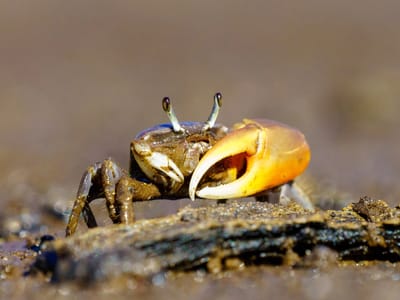 Galapagos - Santiago Island: Fiddler Crab