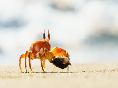 Galapagos - Santiago Island: Ghost Crab
