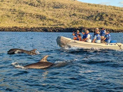 Galapagos - Santiago Island: Dolphins joining us on our panga ride