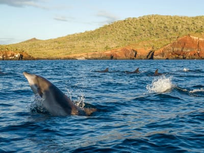 Galapagos - Santiago Island: Our dolphin escorts