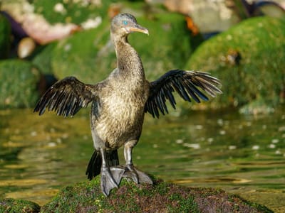 Galapagos - Isabela and Fernandina Islands: Flightless cormorant drying his wings
