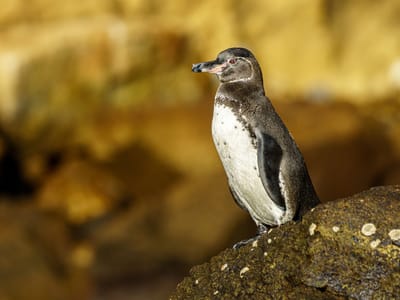 Galapagos - Isabela and Fernandina Islands: Our first penguin!