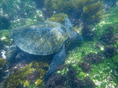 Galapagos - Isabela and Fernandina Islands: Snorkeling with a Giant Sea Turtle