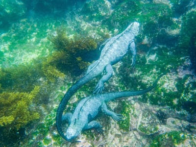 Galapagos - Isabela and Fernandina Islands: Snorkeling with marine iguanas