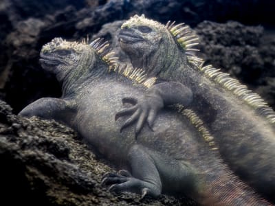 Galapagos - Isabela and Fernandina Islands: Best buddies