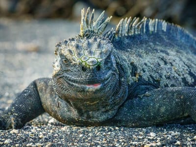 Galapagos - Isabela and Fernandina Islands: Scary marine iguana