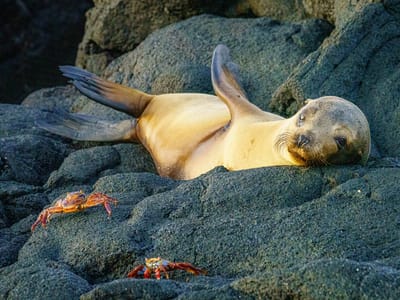 Galapagos - Isabela and Fernandina Islands: Adorable sea lion pup