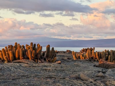 Galapagos - Isabela and Fernandina Islands: Lava cactus
