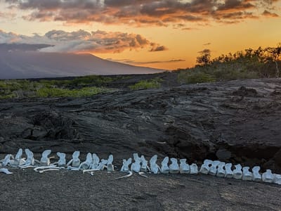 Galapagos - Isabela and Fernandina Islands: Whale Bones