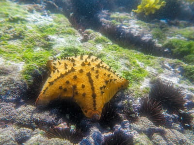 Gelapagos - Isabela Island (Day 2): Chocolate chip starfish