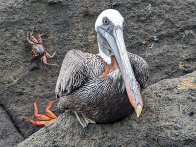 Gelapagos - Isabela Island (Day 2): Serious looking pelican