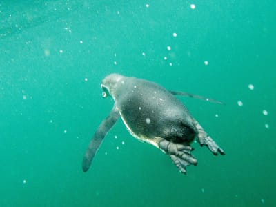 Gelapagos - Isabela Island (Day 2): Snorkeling with the penguins