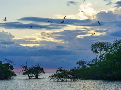 Gelapagos - Isabela Island (Day 2): Sunset in the mangroves