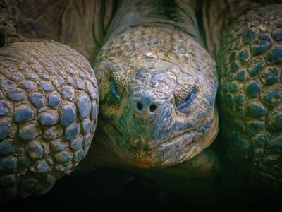 Galapagos - Isabela Island (Day 3): Galapagos Giant Tortoise