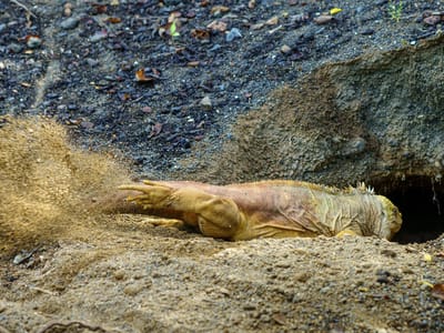 Galapagos - Isabela Island (Day 3): Land Iguana digging his burrow