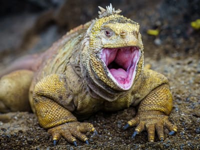 Galapagos - Isabela Island (Day 3): Land Iguana being a bit defensive