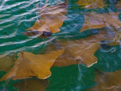 Galapagos - Isabela Island (Day 3): Cow-Nosed Rays