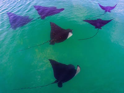 Galapagos - Isabela Island (Day 3): Spotted Eagle Rays