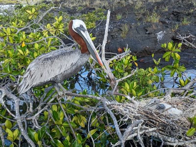 Galapagos - Isabela Island (Day 3): Pelican with her two babies