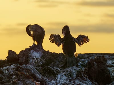Galapagos - Isabela Island (Day 3): Flightless cormorant drying his wings