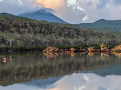 Floreana Island: Flamingos on a salt lagoon