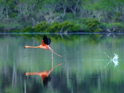 Floreana Island: Flamingo running across the surface