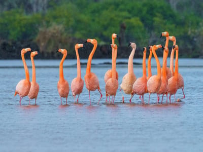 Floreana Island: Getting ready to dance