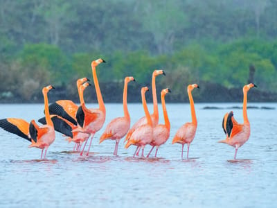 Floreana Island: Synchronized courtship dance