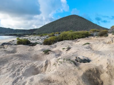 Floreana Island: Sea Turtle nests