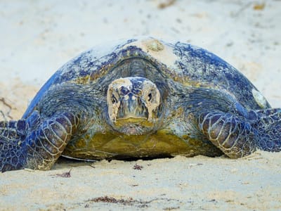 Floreana Island: Sea Turtle crawling to the sea