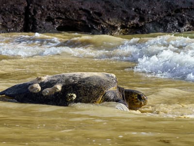 Floreana Island: Finally she's there