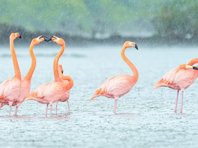 Floreana Island: Dancing in the rain