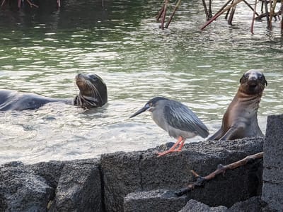 Floreana Island: Sea Lions playing with a lava heron