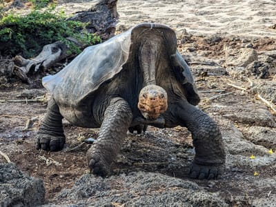 Santa Cruz Island: Giant Saddleback Tortoise
