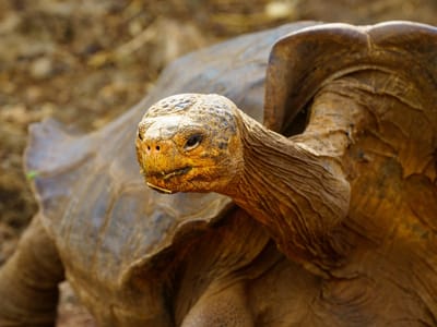 Santa Cruz Island: Giant Saddleback Tortoise