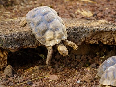 Santa Cruz Island: Hatchling being raised at the center