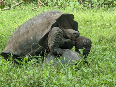 Santa Cruz Island: Mating Giant Domed Tortoises