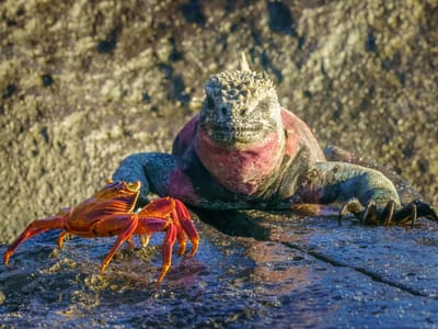 Española Island: Christmas Iguana and his little buddy