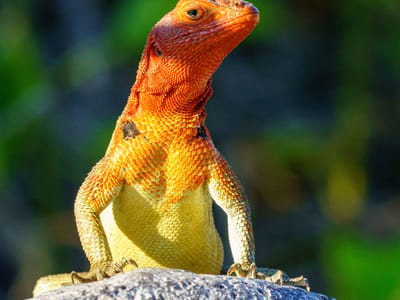 Española Island: Lava Lizard