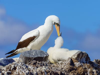 Española Island: Nazca Booby feeding her hatchling