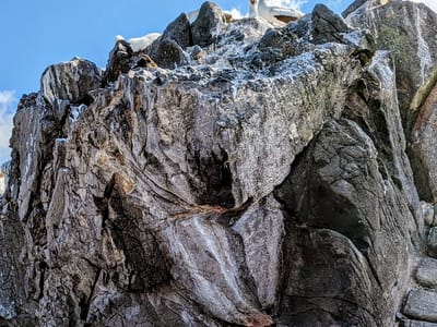 Española Island: Nazca Booby nesting area