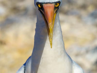 Española Island: Serious Nazca booby