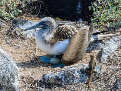 Española Island: Blue-footed booby nesting in the trail