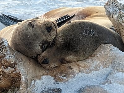 Española Island: Cuddling sea lions