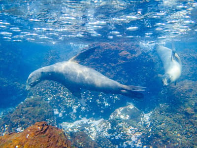 Española Island: Snorkeling with sea lions