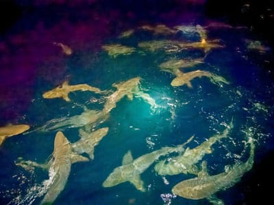 Española Island: Black-tipped sharks feeding frenzy