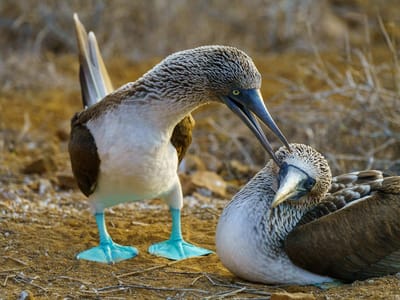 San Cristobal Island: Blue-footed boobies