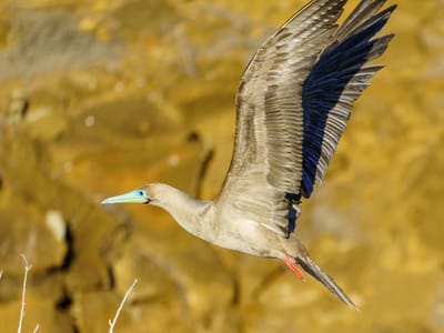 San Cristobal Island: Red-footed booby in flight